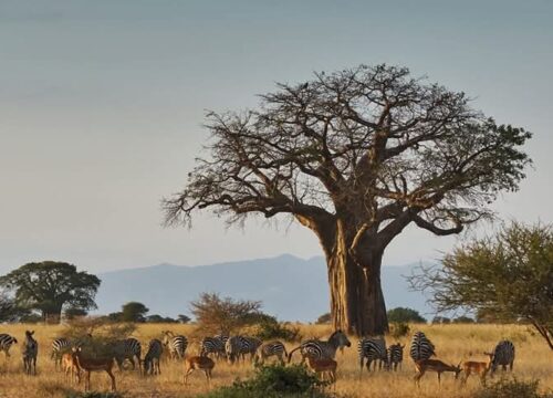 3-Day Mikumi National Park Safari – A Luxury Wildlife Experience